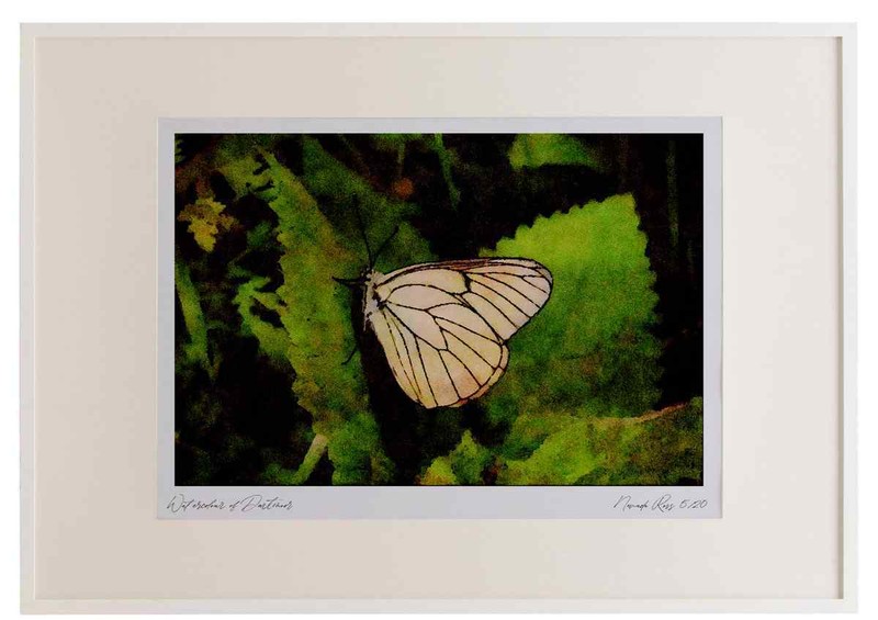 432060 Black Veined White, Aporia Crategi Watercolour Picture Frame