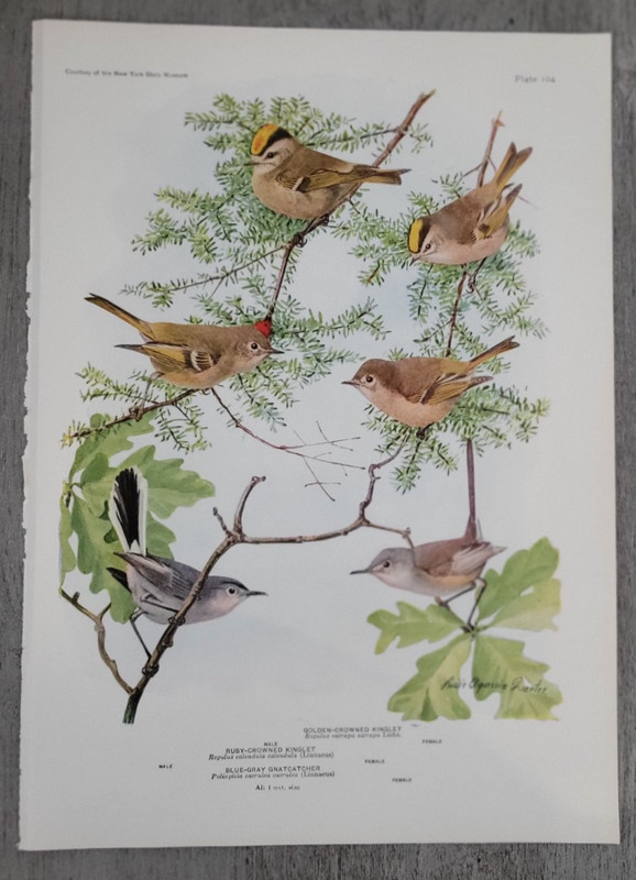 RUBY-CROWNED KINGLET BLUE-GRAY GNATCATCHER by Louis A. Fuertes 1936 Bird Print