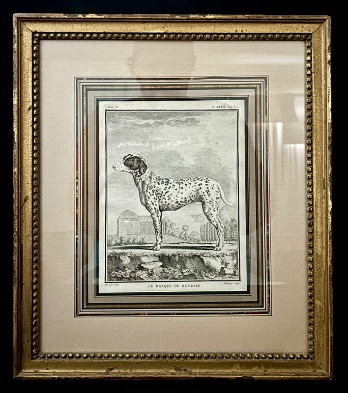 6 Antique French Jacques de Seve (1742- 1788) Naturalist Dog Etchings/Engraving