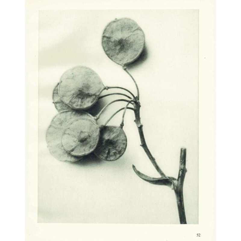 1929 PTELEA TRIFOLIATA Plant Study Print – Karl Blossfeldt – 9.5 x 12 Inches
