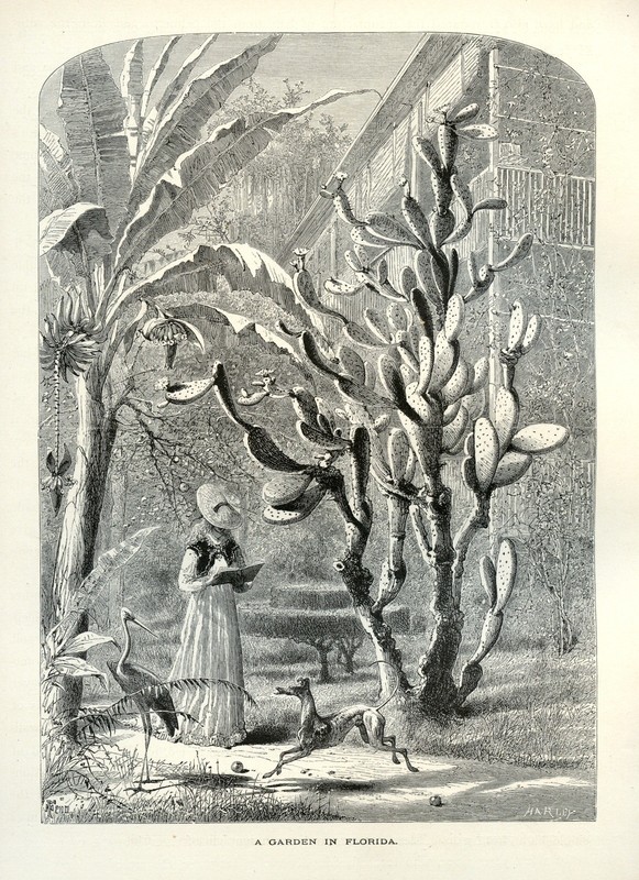 Florida Garden Scene with Cactus and Bananas 1872 Engraving by Harry Fenn