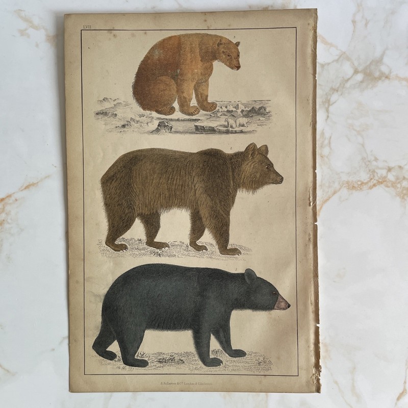 Antique Book Engraving Hand Coloured Print Oliver Goldsmith – Brown Black Bear