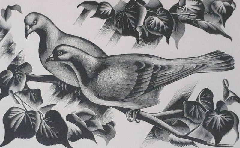 MILLER PARKER PIGEON PIGEONS 1936 Print of a Woodcut BIRD BIRDS gallery