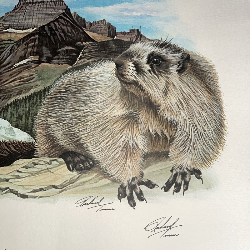 Fine Art Lithograph: Richard Timm - Hoary Marmot - Signed And Registered 22x 28 gallery