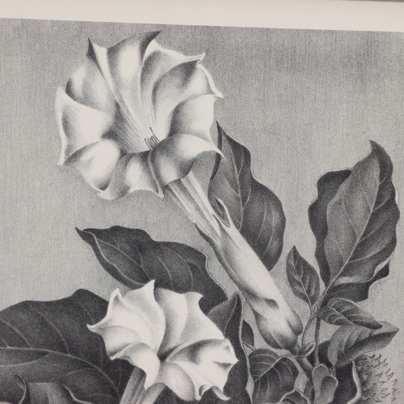 Elizabeth Saltonstall Angel's Trumpet Framed Lithograph 20x16 Vintage 1983 gallery