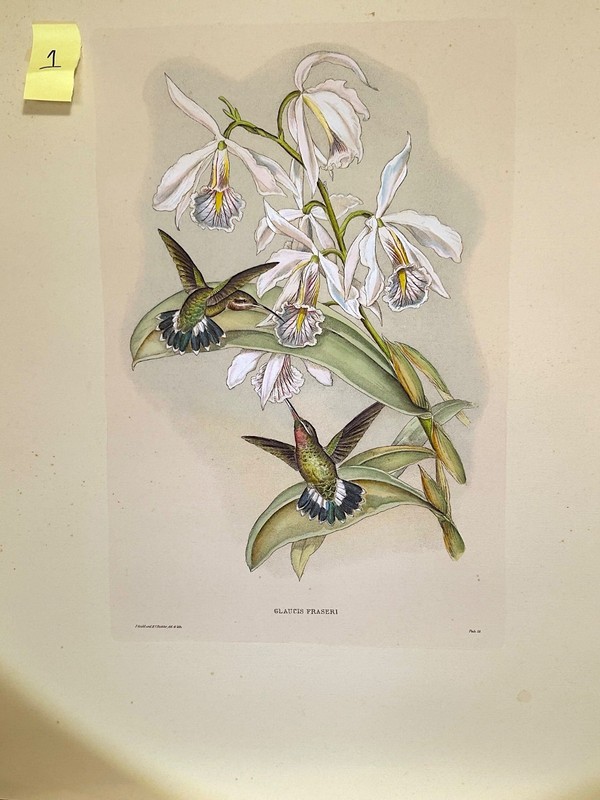 Antique Bird Lithograph , hand colored , heavy paper, Gould and Richter