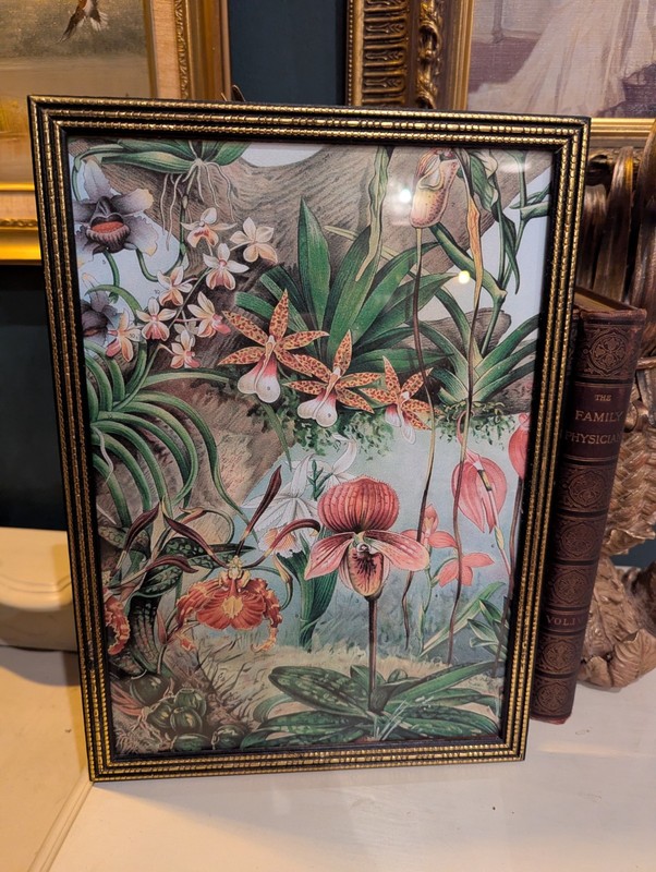 Tropical Orchids Antique Botanical Painting Print Art Vintage Frame