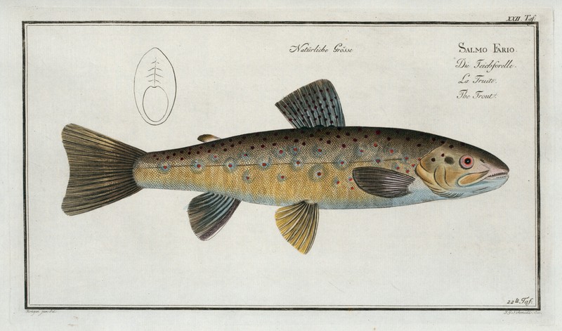 Marcus Bloch 1785 – Plate 22 – Salmo Fario – The Brown Trout