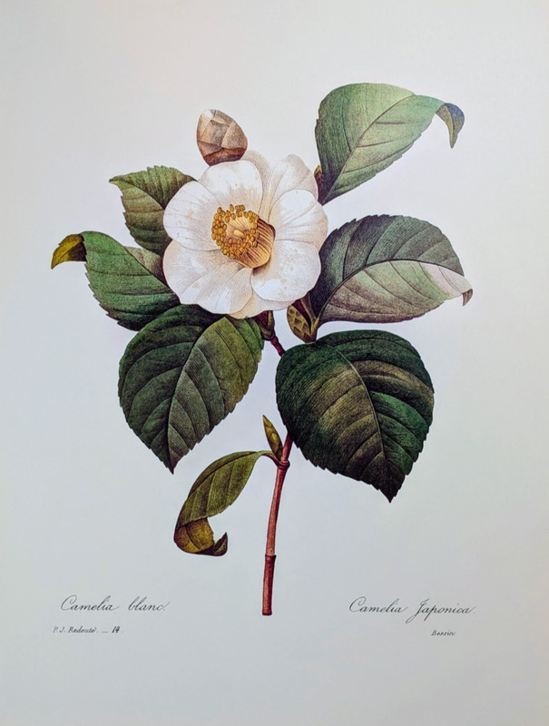 Vintage Camellia Japonica White Flower Botanical Print Redouté Bookplate 14 gallery