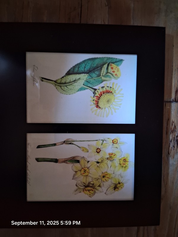 2 Botanical Reprints From The 1850’s Encased In Nice Metal Frame