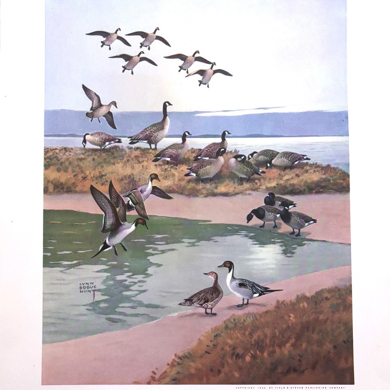 Lynn Bogue Hunt – Game Bird Painting Print Set (12 of 12) – w/ Guide Book – 1944