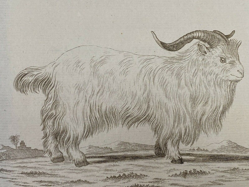 Domestic Goat «Capra Hircus L.» by De Seve & Sculpted by Volkart ca. 19th c.
