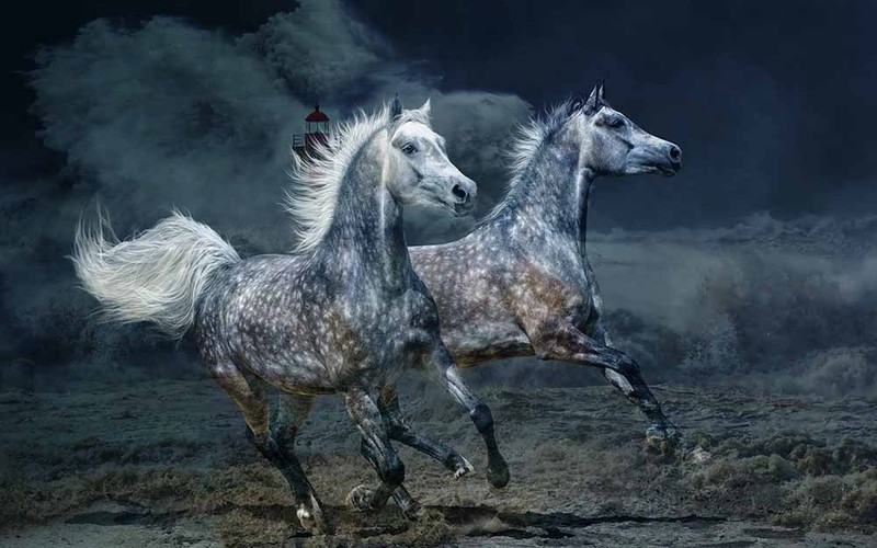 Art Giclee Oil Painting Horses Two Run Animals on Canvas