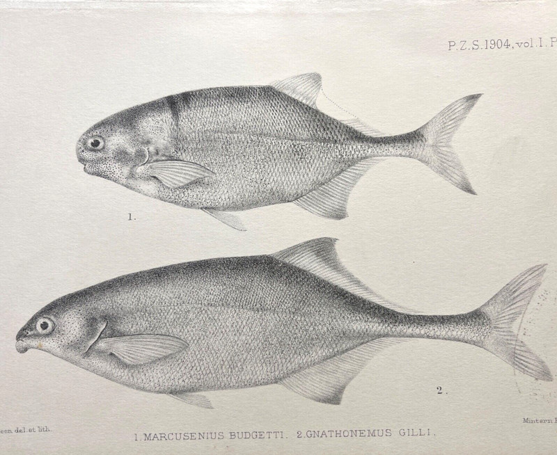 Antique Fish Print 1800s Zoological Illustration Plate Elephantnose Species