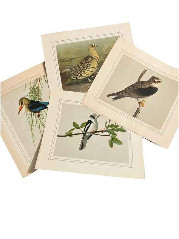 Louis Agassiz Fuertes Bird Prints Kite Kingfisher Shrike Grouse 1971 Stamp