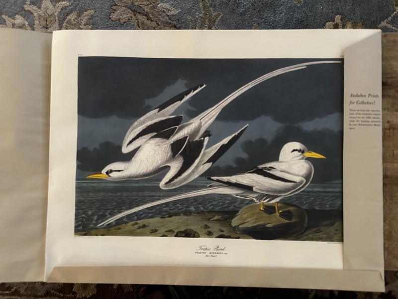 John James Audubon Reproduction Portfolio Birds Set 21 X 16 Includes Five Prints gallery