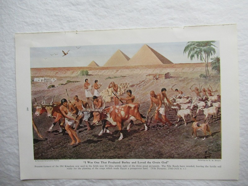1941 Egyptian Cow Plowing Near Giza Color Art print 10×7″ Painting by H.M Herget