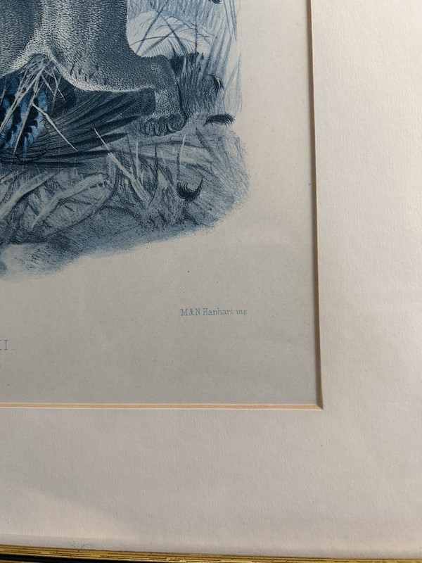 Asian Golden Cat (felis Temminckii), 1878 lithograph Joseph Wolf 16x19 gallery