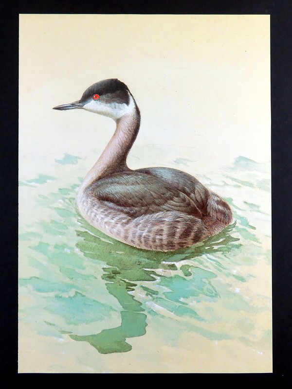 Vintage Bird Print EARED GREBE by J. Fenwick Lansdowne 14×10 in.