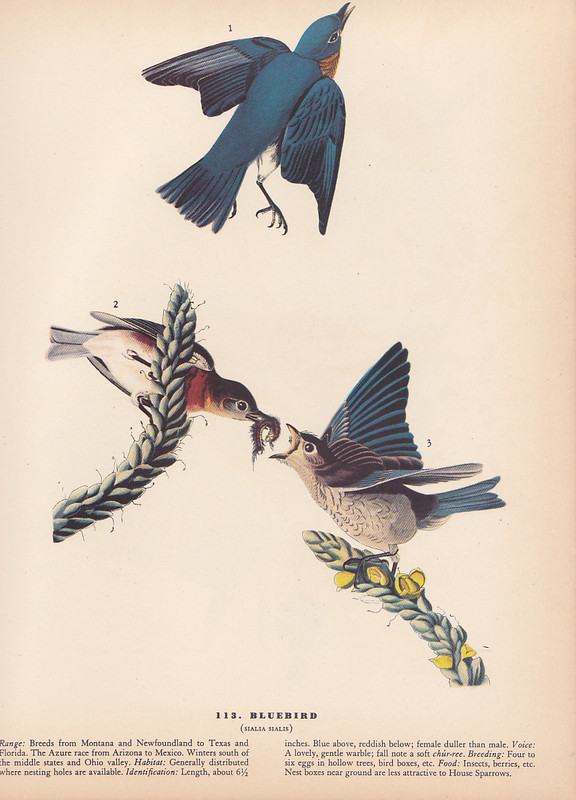 Audubon 1942 Vintage Birds #113 «Bluebirds» Full Color Art Plate Lithograph