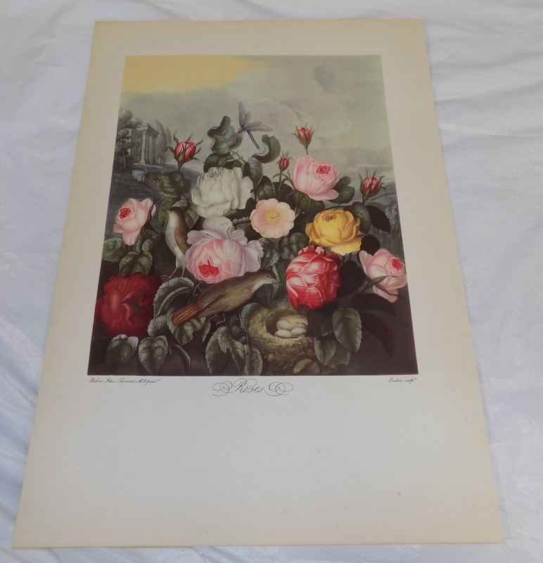 1951 REPRINT of c1800 FLORAL Print///ROSES