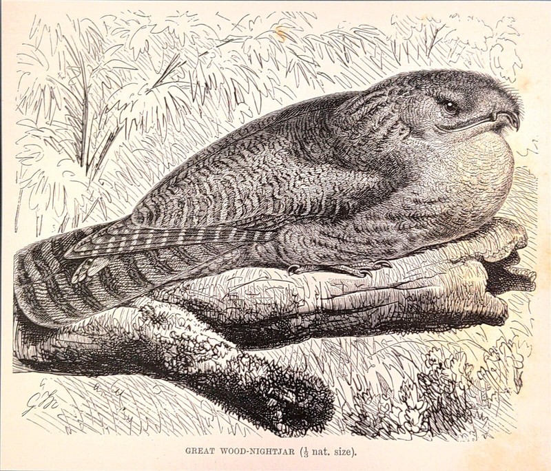 Old Antique Victorian Era Vintage 1895 Great Wood-Nightjar Bird Print