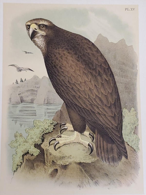 Gray/Sea Eagle Lithograph by Theodore Jasper 1881, Studer’s North American Birds