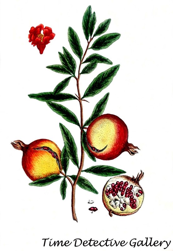 Botanical Illustration of the Pomegranate