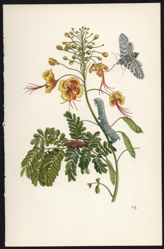 1935 Vintage German Butterfly Print after Merian -Peacock Flower, Sphinx Moth