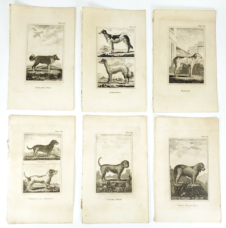 6 Antique Engravings ANDREW BELL 1726-1809 Natural History Dog Series