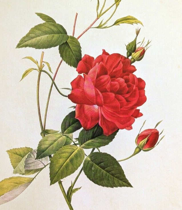 Redoute Rose Floral Botanical Slater’s Crimson China Rose Bookplate Art Print 77