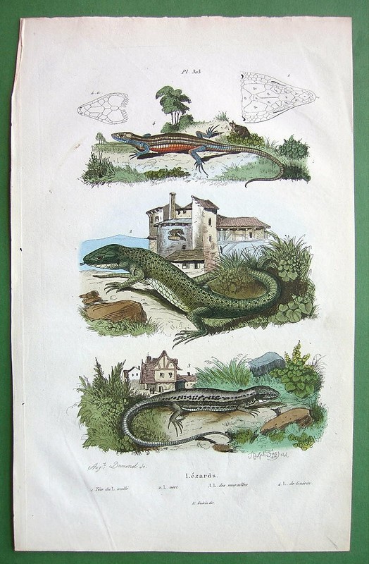 LIZARDS Reptiles Genus Lacerta – 1836 Color Antique Print