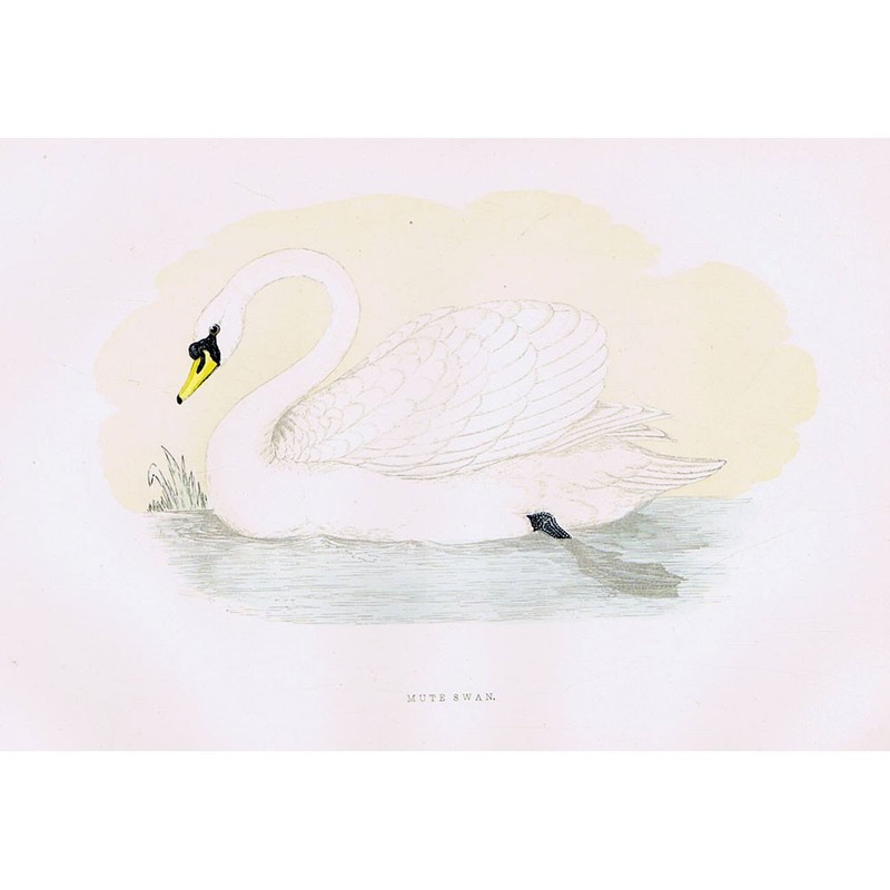 BIRDS Mute Swan – Hand Coloured Antique Print 1891 by Rev FO Morris