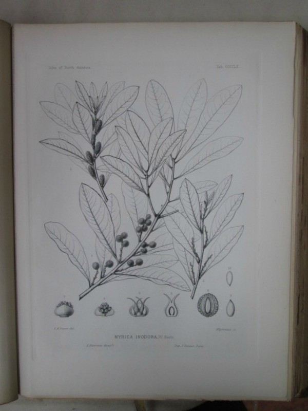 Vintage Print,Plate 460, WAX MYRTLE,. Trees,1st Ed,c1900,SILVA
