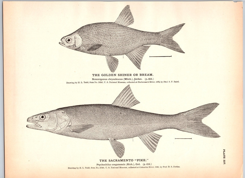 1884 Fish Print, Golden Shiner or Bream, Sacramento Pike, Vintage Print
