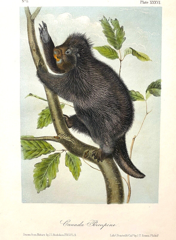 Canada Porcupine Plate - J. J. Audubon Quadrupeds of North America Octavo 1850s gallery