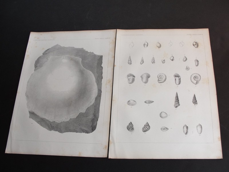 1850’s Lithograph Fossil Shells [California] Plate’s IX & X-Set 2 Art Print’s.