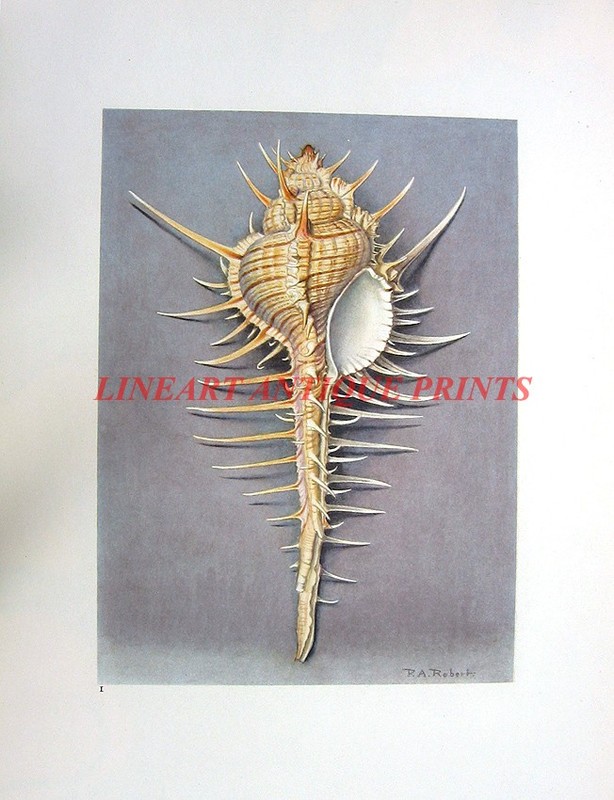 MUREX ROCK SNAIL SEASHELL ~ Old 1940s Tropical Beach House Ocean Coral Art Print