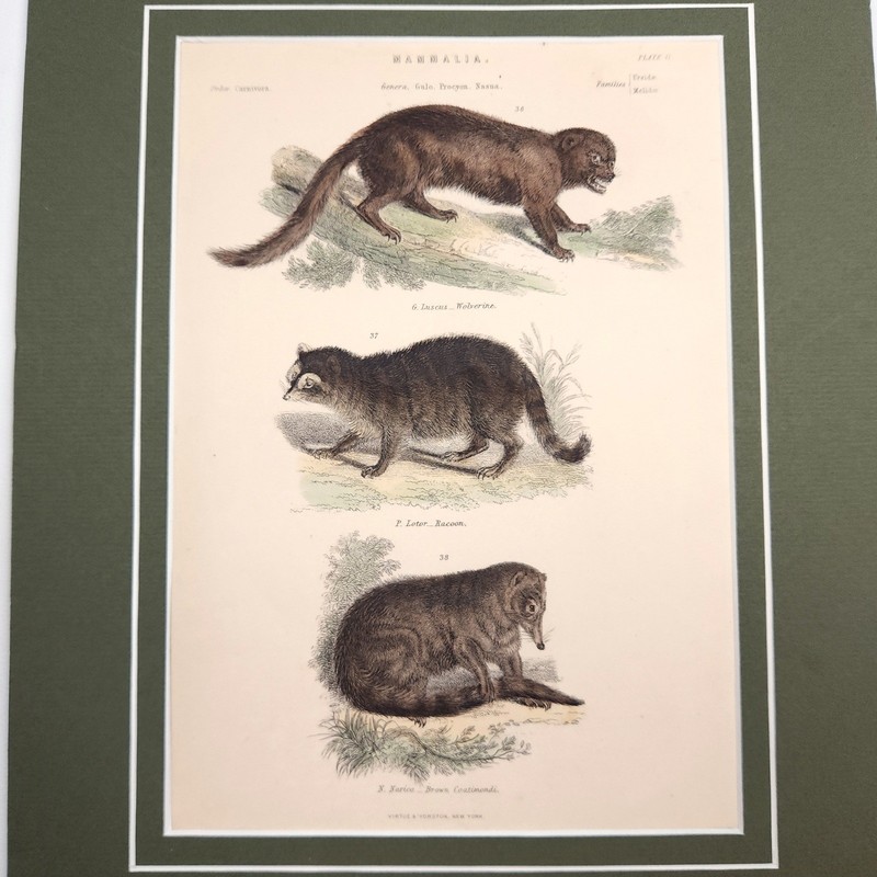 Virtue & Yorston Antique Hand Colored Mammalia Print Wall Decor Raccoon gallery