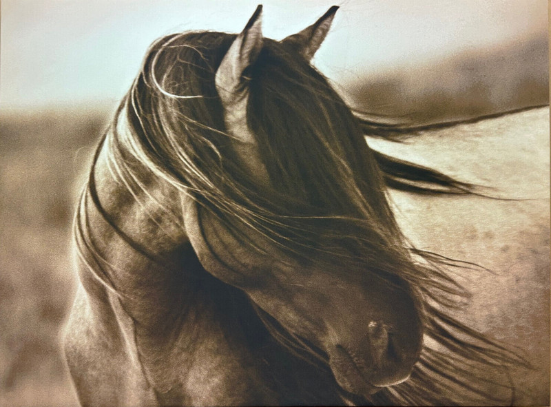 Fierce Grace by Tony Stromberg Stretched Canvas Art Horse Western Decor 18×24