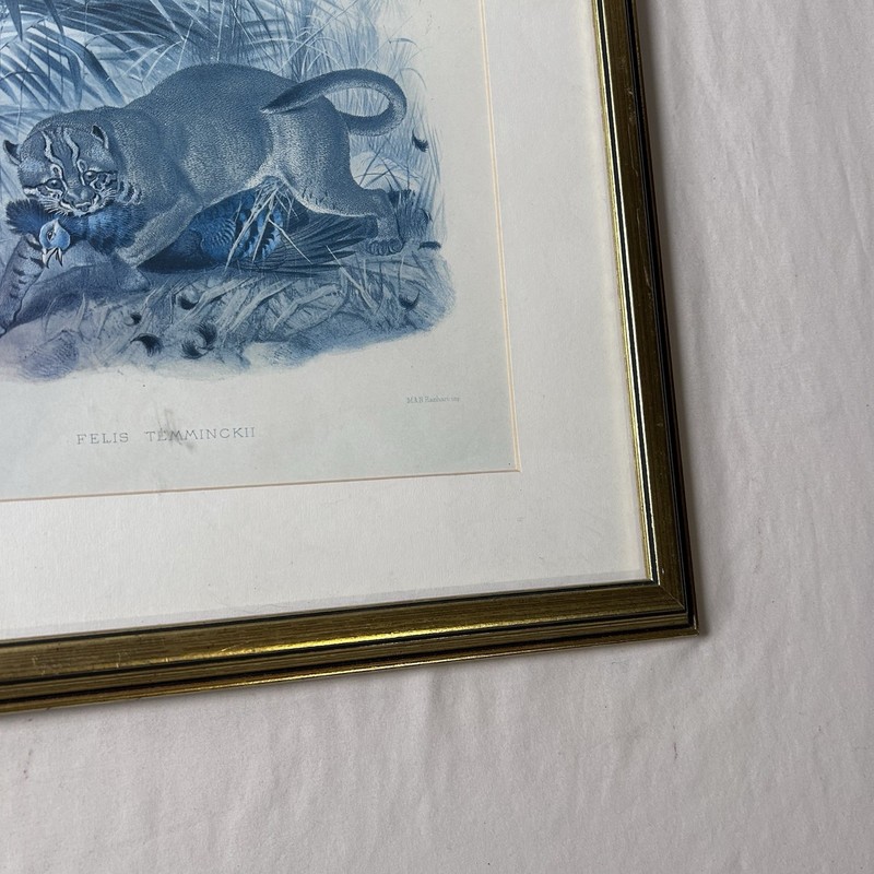 Asian Golden Cat (felis Temminckii), 1878 lithograph Joseph Wolf 16x19 gallery