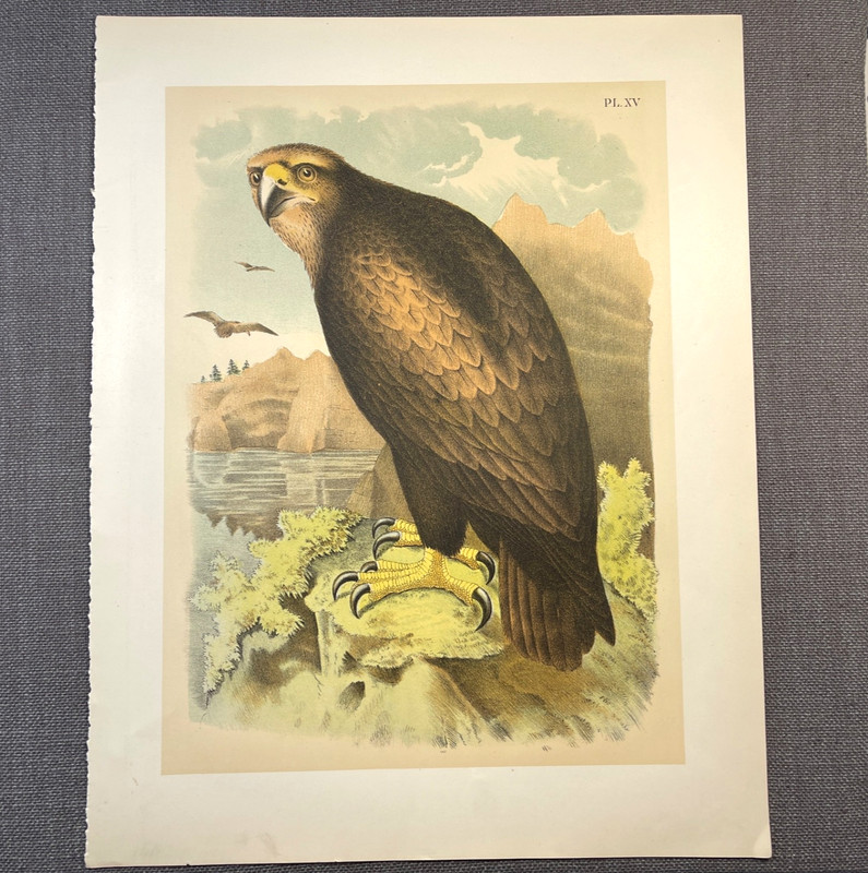1878 Studer Chromolithograph Sea Eagle Antique Zoological Bird Illustration gallery
