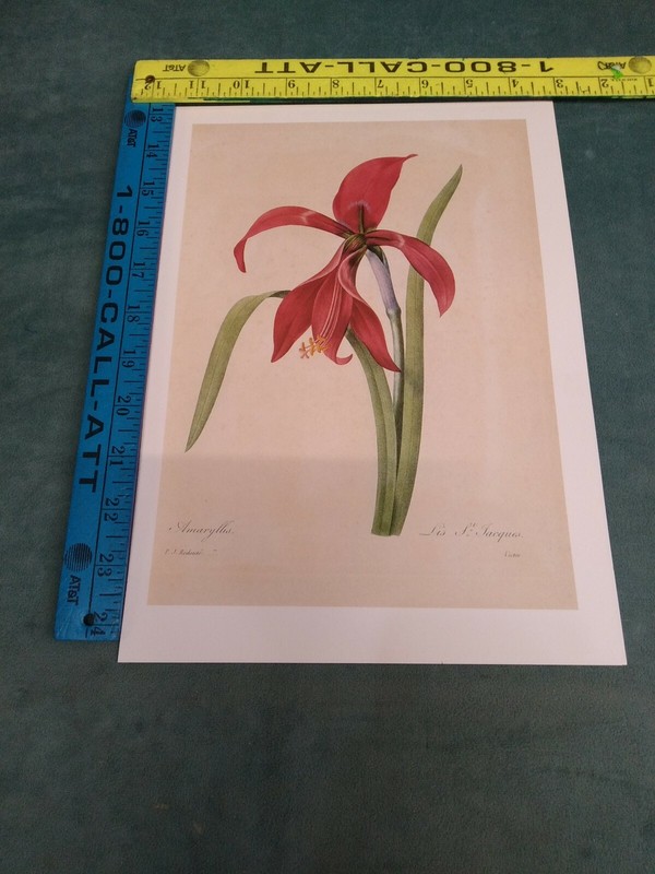 P J REDOUTE BOTANICAL PRINT -Vintage Botanical Book Plate 2 pack gallery