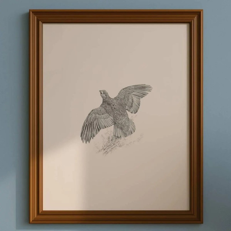 1981 Red Grouse Game Birds Maurice Pledger Vintage Wildlife Art 11.5 x 16.5 in