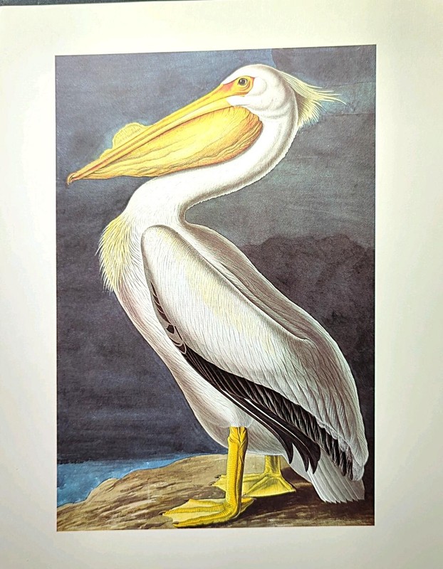 John James Audubon Birds AMERICAN WHITE PELICAN Vintage Book Plate Art Print 410 gallery