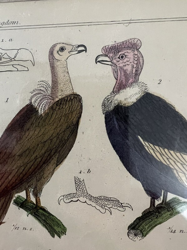 HAND COLORED STEEL ENGRAVING THE ANIMAL KINGDOM BARON CUVIER LONDON ca 1837 gallery