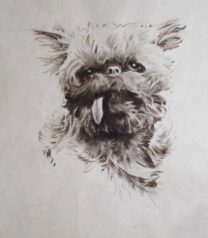 Great C.1930 Morgan Dennis Original Pencil Signed Etching Belgian Griffon gallery