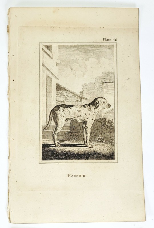 6 Antique Engravings ANDREW BELL 1726-1809 Natural History Dog Series gallery