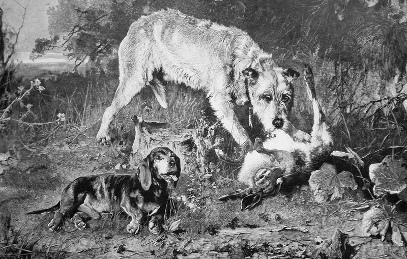 TWO DOGS Poachers Hunting Rabbit – VICTORIAN Era Print