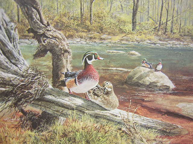 Tom Beecham Wood Duck Waterfowl Mini Art Print